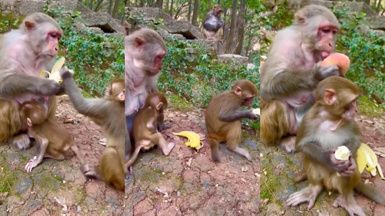 Cute video of mother monkey and her baby went viral 3924