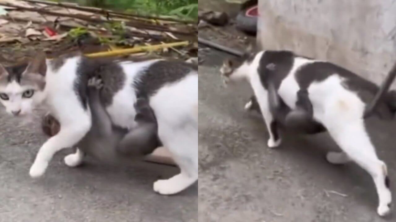 Friendship of cat and monkey child caught everyone's attention, watch viral video 3336