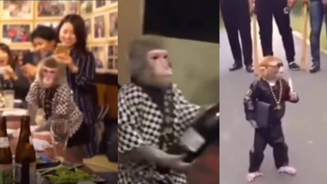 People were surprised to see the lifestyle of the monkey, the video went viral 3715