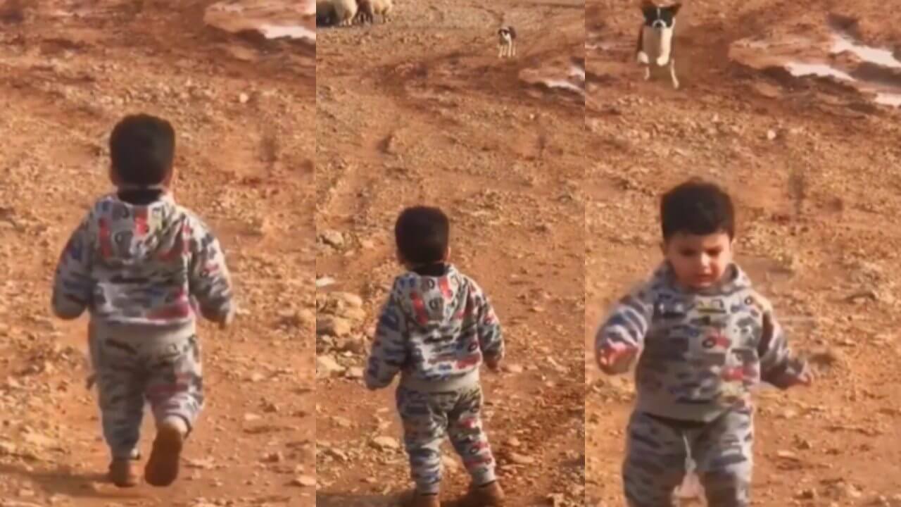 Video of a child giving a dog a tasing went viral 3368