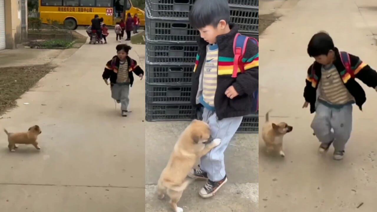 Viral Video: Cute video of friendship of a dog and a child went viral 6913